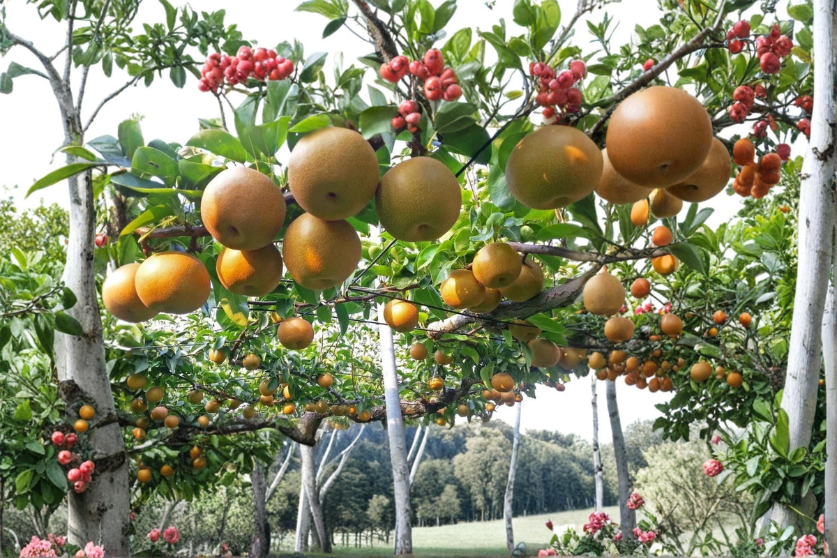 Kosui Pear Cutting 6-8" Unrooted Asian Pear Tree (Pyrus pyrifolia) - Crisp Texture, Spring Blossoms, Fruit Production