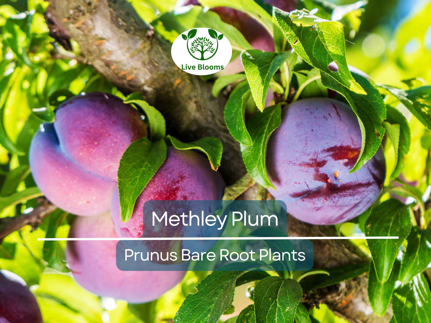 Methley Plum Tree – Live Bare Root Fruit Tree with Sweet Red Plums, Self-Fertile & Cold Hardy, Zone 5-9