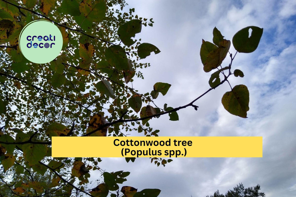 Cottonwood Tree | 1–2 Ft Live Bare Root Plant | Fast Growing Shade Tree | Populus deltoides | Ideal for Landscaping