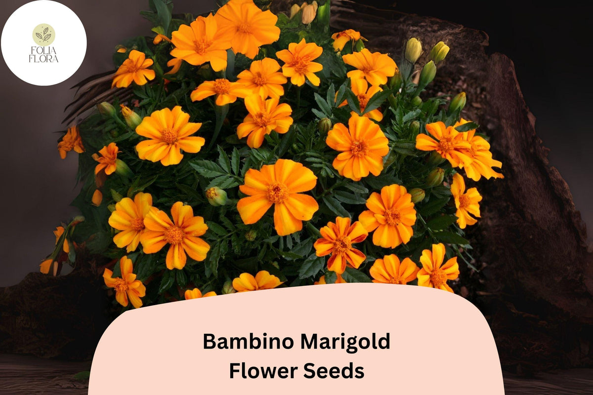 25+ Bambino Marigold Seeds | Compact Dwarf | Bright Orange Blooms | Tagetes patula | Easy Annual Flower for Garden Planting