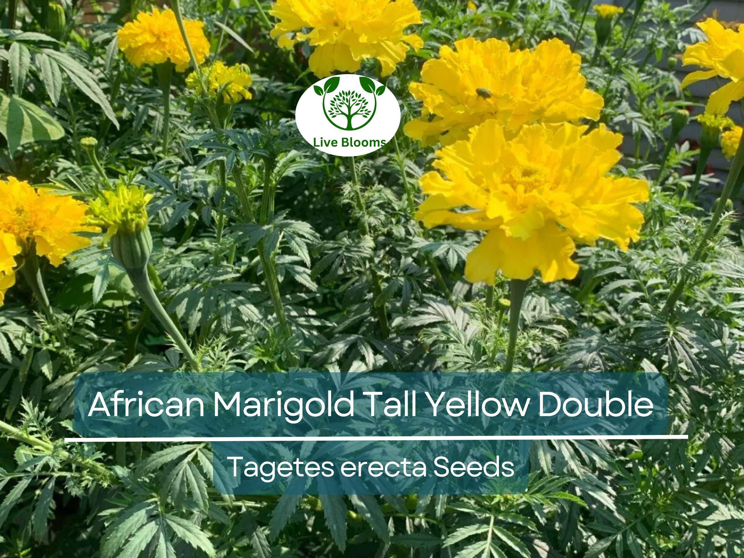 200 African Marigold Seeds - Tall Yellow Double Blooms, Non-GMO, Pollinator Friendly Tagetes erecta