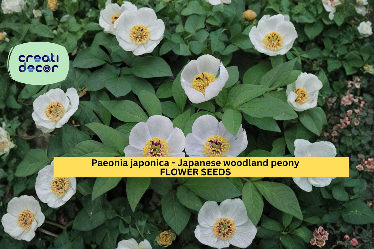 Paeonia japonica Seeds - 5 Count Japanese Woodland Peony, White Spring Blooms, Shade-Loving Perennial Flower Garden Plant