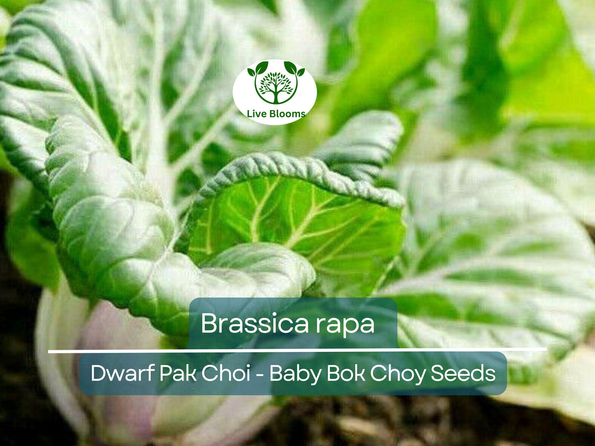 Dwarf Pak Choi Seeds - 180 Count Baby Bok Choy (Brassica rapa) - Fast-Growing, Nutrient-Rich Asian Greens for Home Gardens