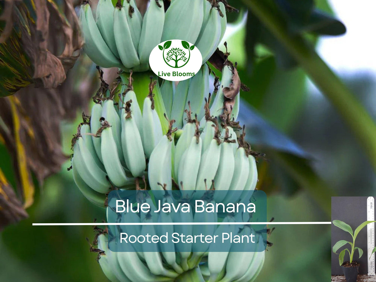 Musa Ice Cream (Blue Java) Banana Tree - Small Rooted Starter Plant for Tropical Blue Bananas