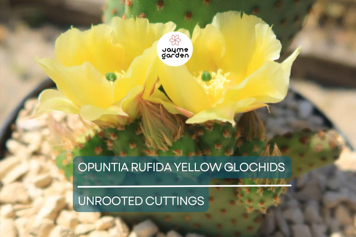 Opuntia Rufida Cutting 6-8 Inches – Bunny Ears Cactus with Yellow Glochids – Easy Rooting – Drought-Tolerant Plant