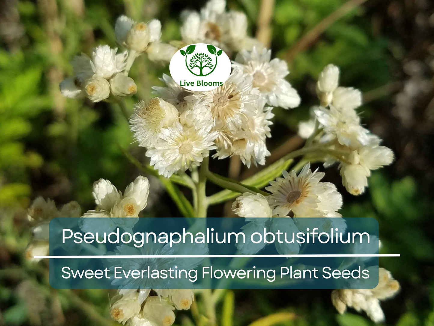 30 mg Pseudognaphalium obtusifolium Seeds – Drought-Tolerant Sweet Everlasting Wildflower for Pollinator Gardens