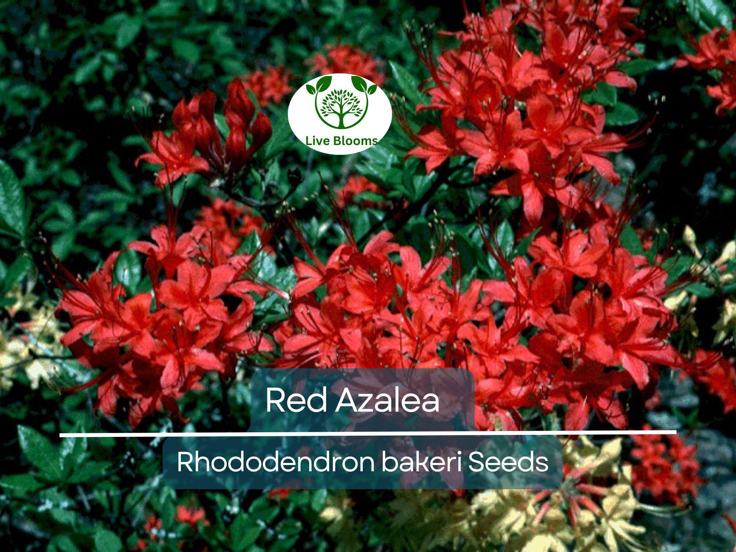 50 Red Azalea Seeds (Rhododendron bakeri) | Hardy Cumberland Azalea with Bright Red Blooms for Gardens & Landscaping