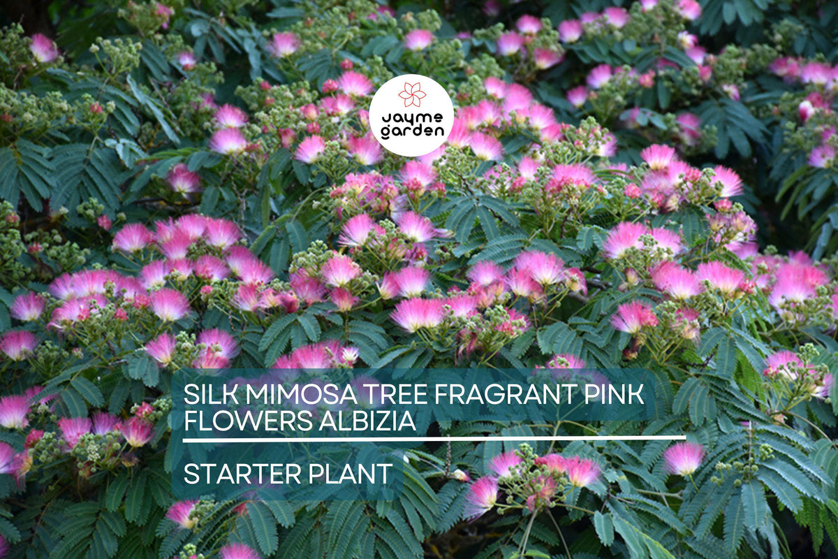 Pink Silk Mimosa Tree Seedlings | 6" Fragrant Powder Puff Flowers | Albizia Julibrissin | Attracts Butterflies & Hummingbirds