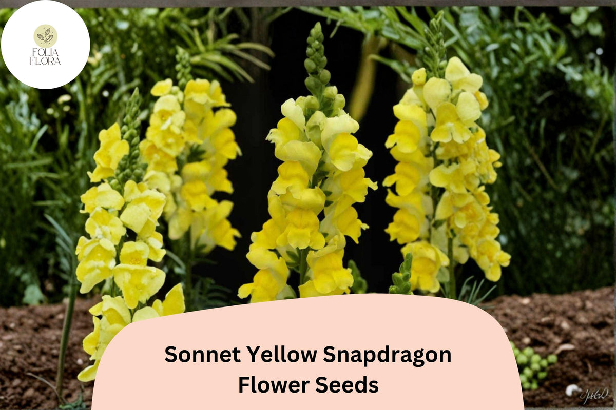 1000+ Sonnet Yellow Snapdragon Seeds | Bright Yellow Antirrhinum majus for Garden Beds & Pots