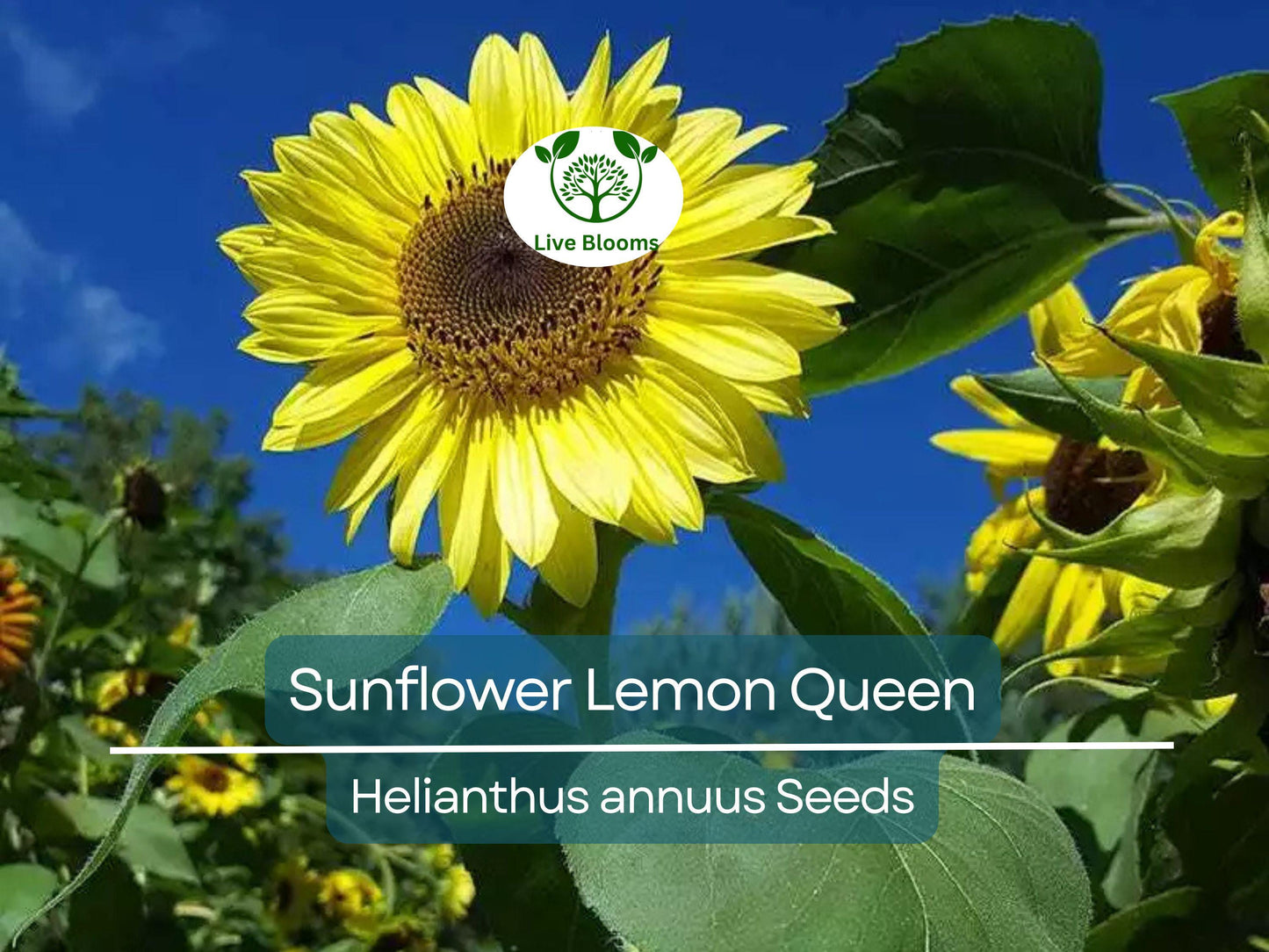 100 Lemon Queen Sunflower Seeds - Non-GMO, Multiple Blooms, Pollinator Friendly Cut Flowers