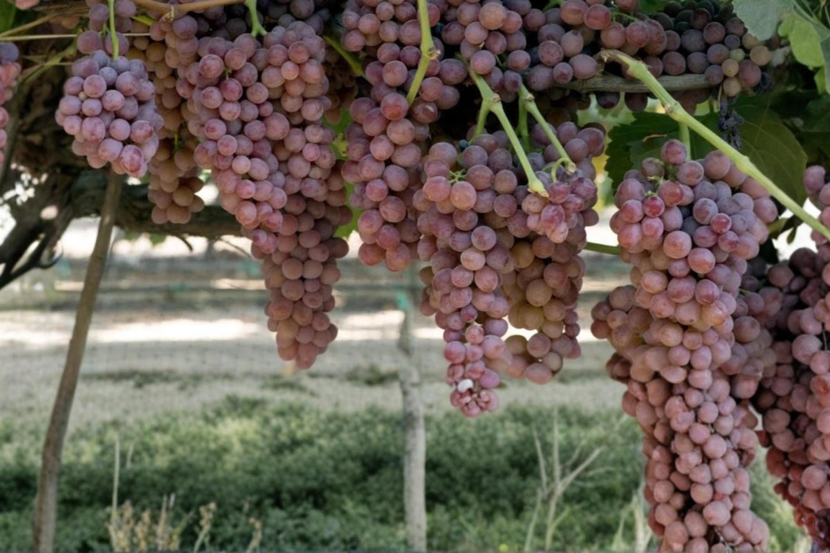Gum Drop Grape Live Plant 1-2 FT Vitis vinifera Fruiting Vine for Gardens and Trellises