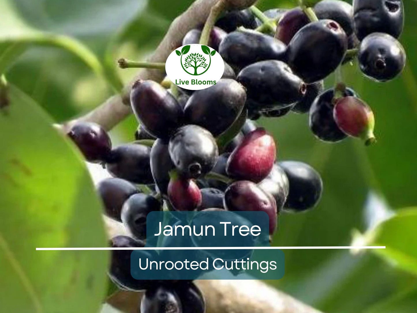 3 Jamun Jambul Fruit Tree Cuttings - Syzygium Cumini Unrooted 7-inch Cuttings for Grafting