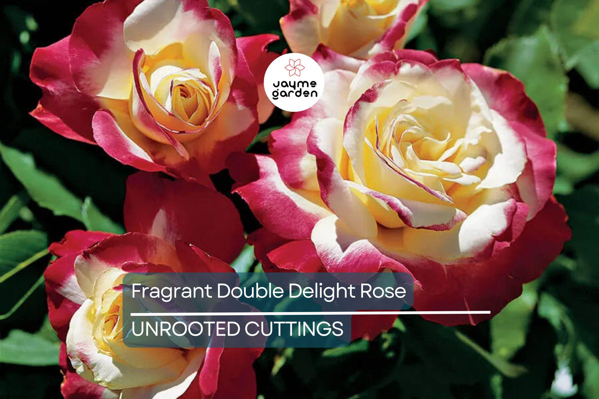 Fragrant Double Delight Rose Stems - 5 Unrooted Planting Stems for Garden - Hybrid Tea, Bicolor Blooms, Rosa 'Double Delight'