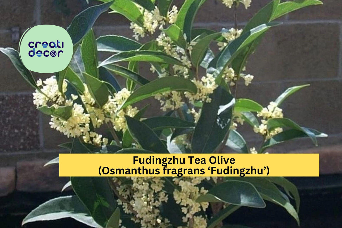 Fudingzhu Tea Olive (Osmanthus fragrans) Live Evergreen Shrub with Fragrant White Flowers for Garden & Patio