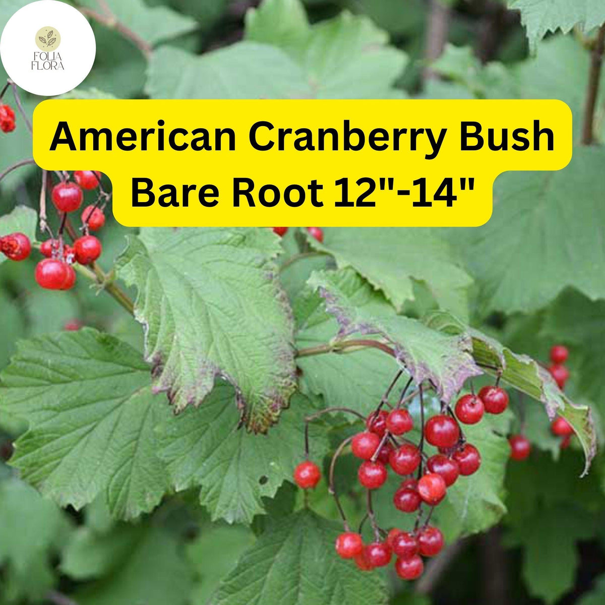 Live Bare Root American Cranberry Bush 12"-14", Viburnum trilobum, Hardy Edible Shrub with Red Berries and White Flowers
