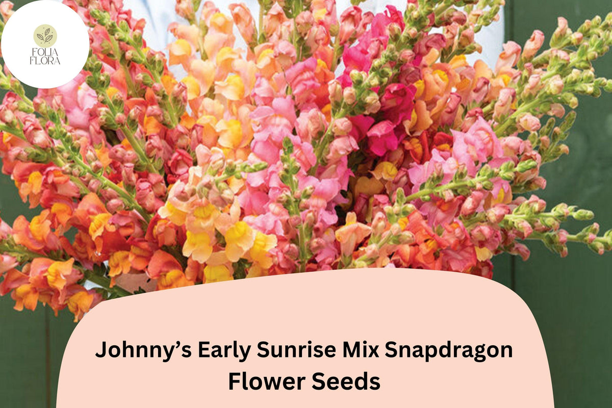 Snapdragon Seeds - 1000+ Early Sunrise Mix - Antirrhinum majus - Vibrant Yellow, Orange, Pink Cut Flowers for Gardens