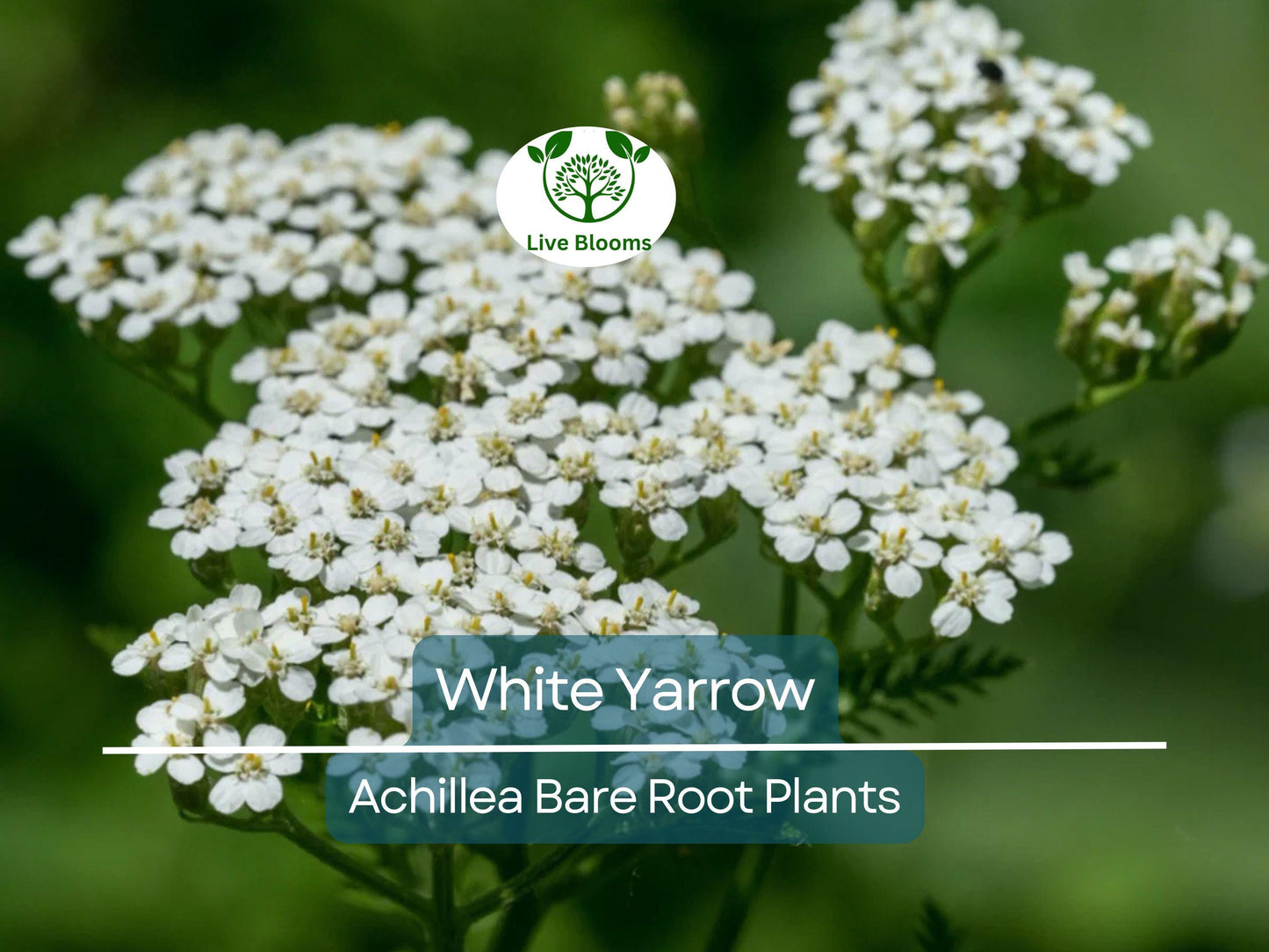 White Yarrow Plant – Achillea Millefolium Bare Root Perennial, Pollinator Friendly & Drought Tolerant