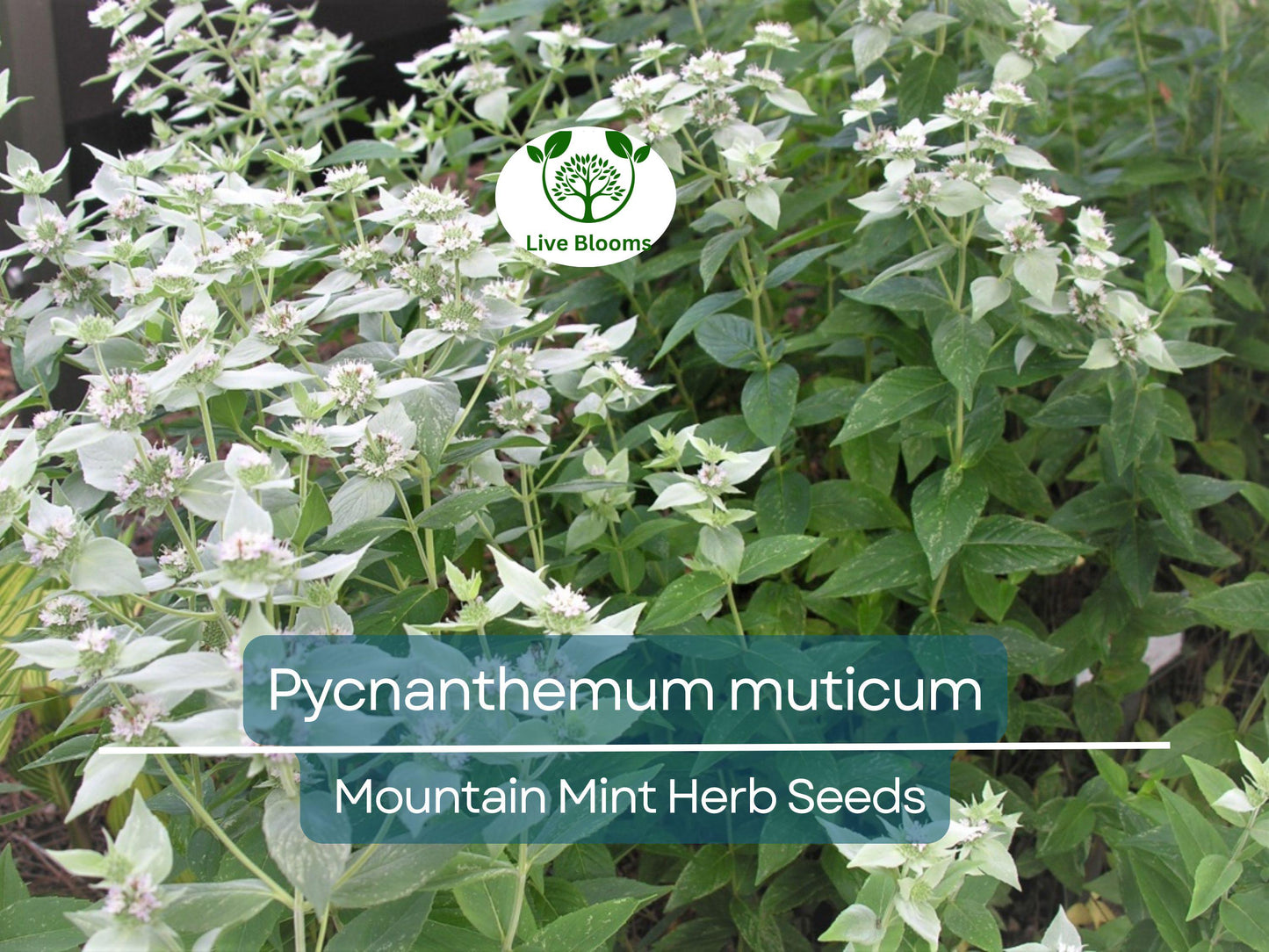 30 mg Mountain Mint Herb Seeds – Pycnanthemum muticum | Aromatic Native Mint for Culinary & Garden Use