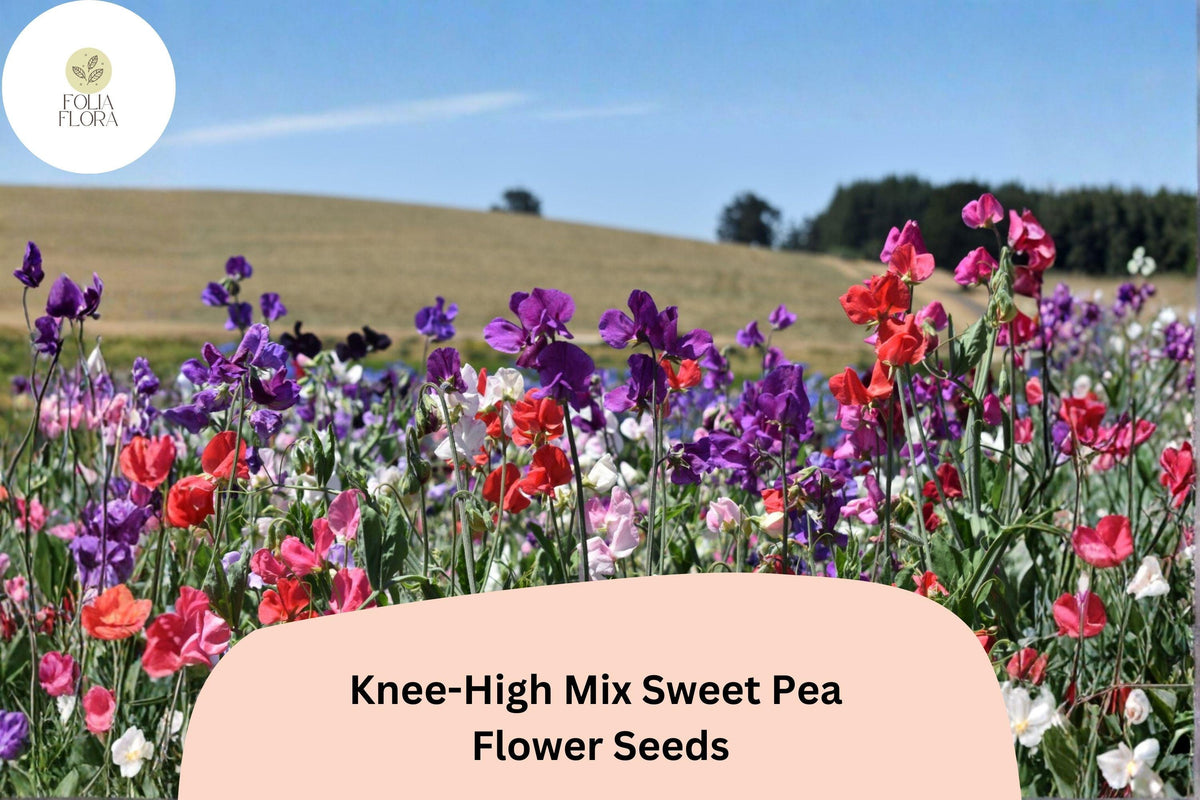 Knee-High Mix Sweet Pea Seeds | 50+ Dwarf Flowers in Mixed Colors | Lathyrus odoratus Annual Planting