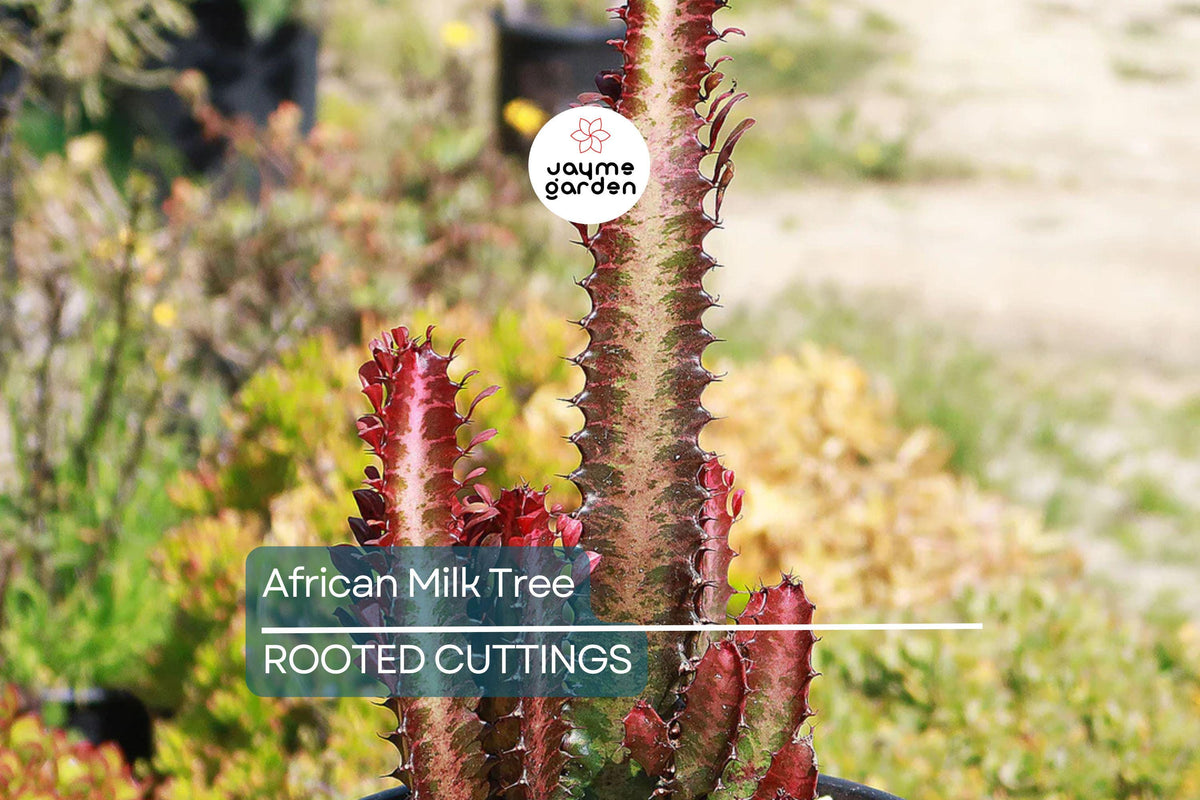 African Milk Tree Cutting 4–8" | Euphorbia trigona | Low-Maintenance Succulent | Indoor/Outdoor Plant | Striking Red Stems