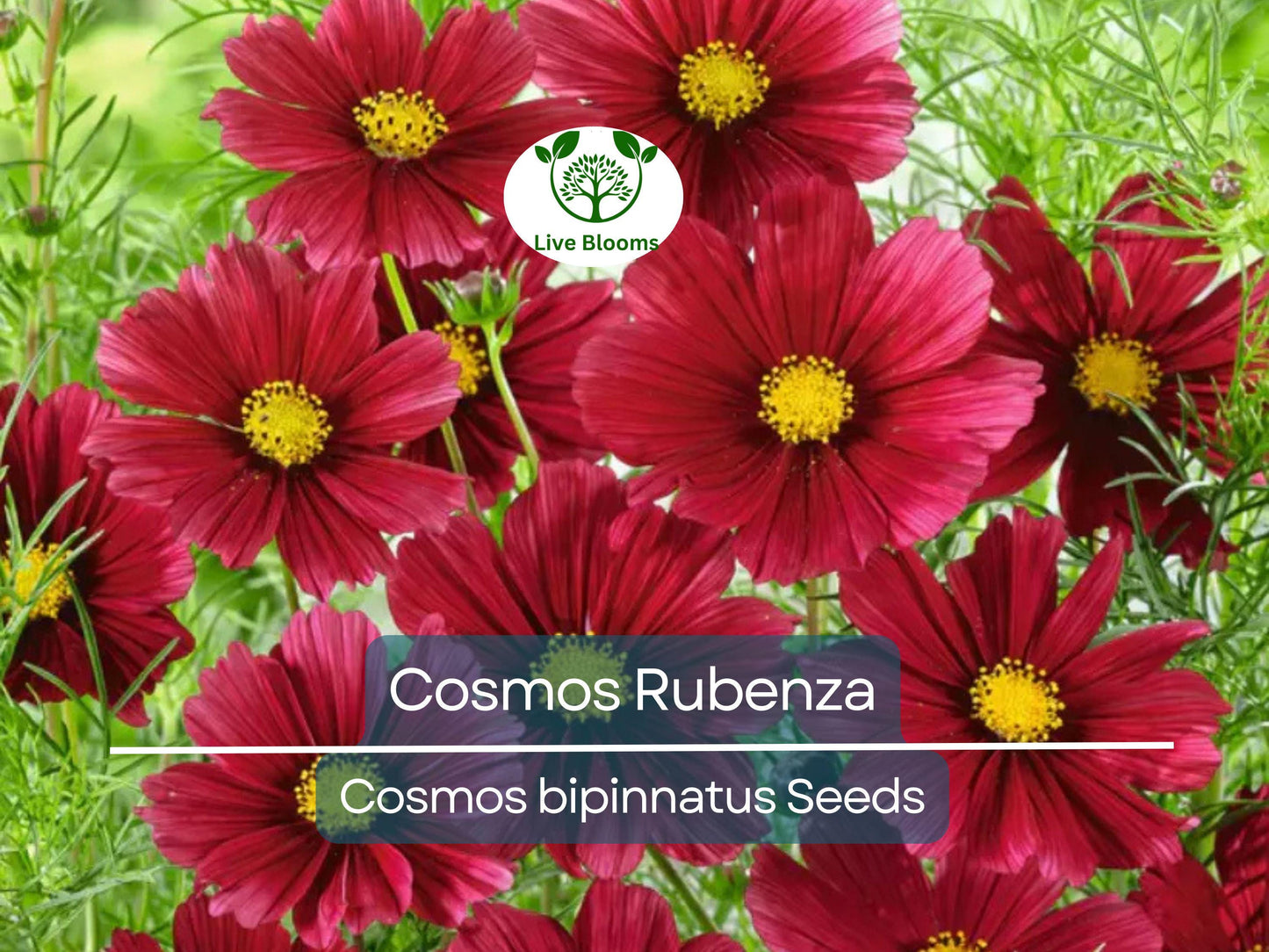 100 Seeds Cosmos ‘Rubenza’ – Dwarf Ruby Red Blooms, Non-GMO Annual for Pollinators