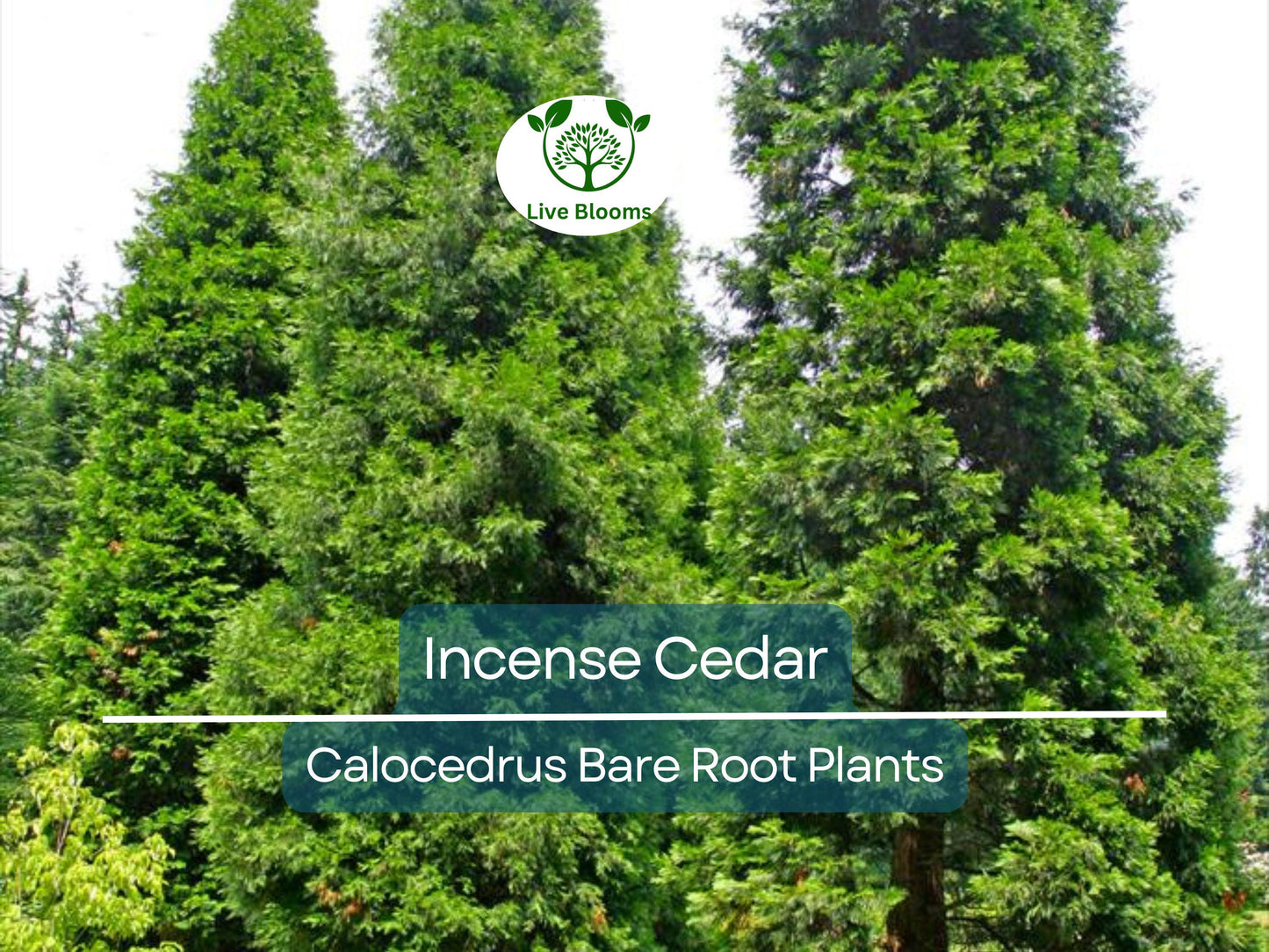 5 Incense Cedar Tree Seedlings - Calocedrus decurrens - Fragrant Evergreen for Privacy & Landscaping