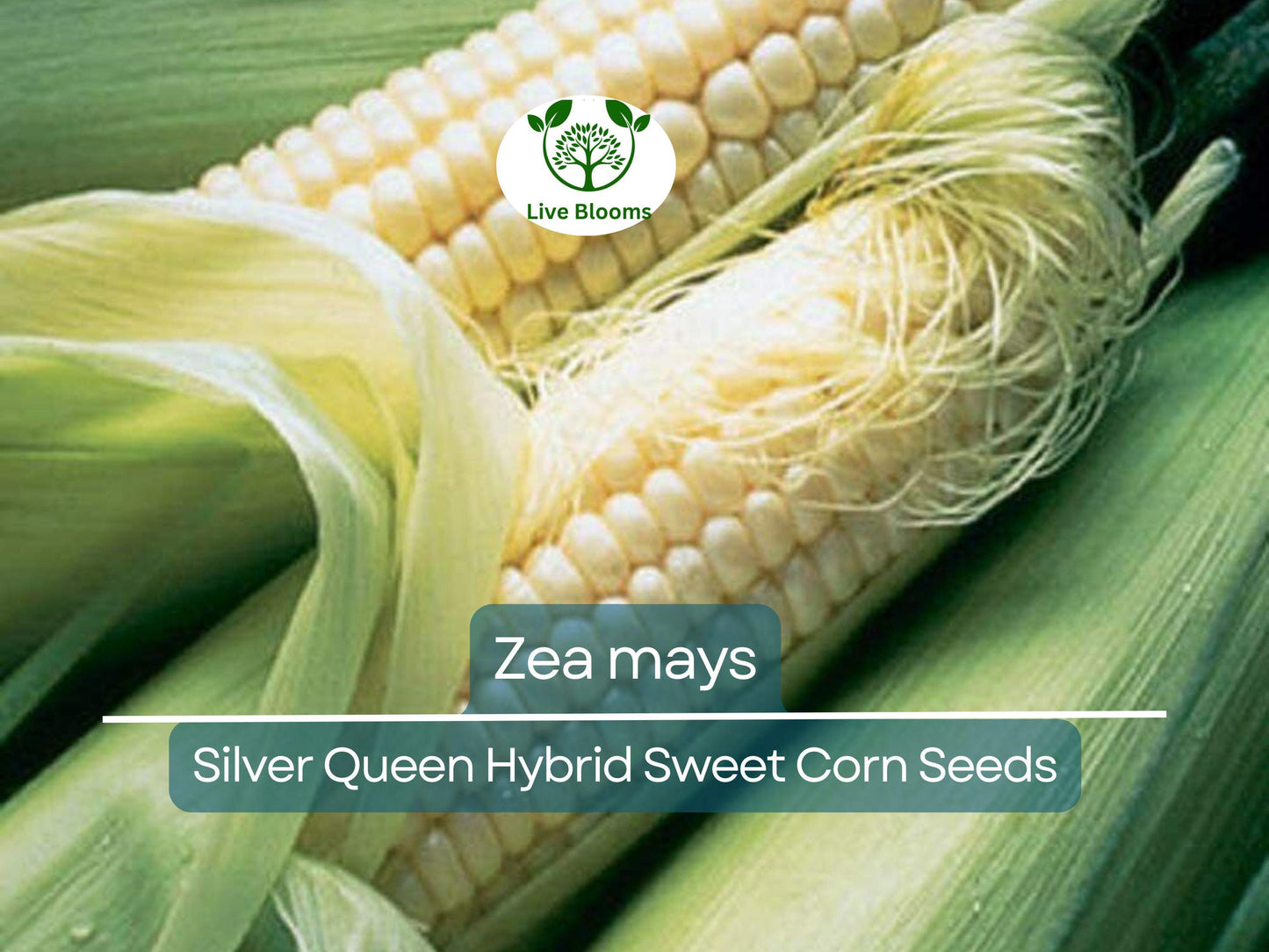 35 Seeds Corn Silver Queen Hybrid Sweet – Heirloom Zea mays for High-Yield Summer Harvests
