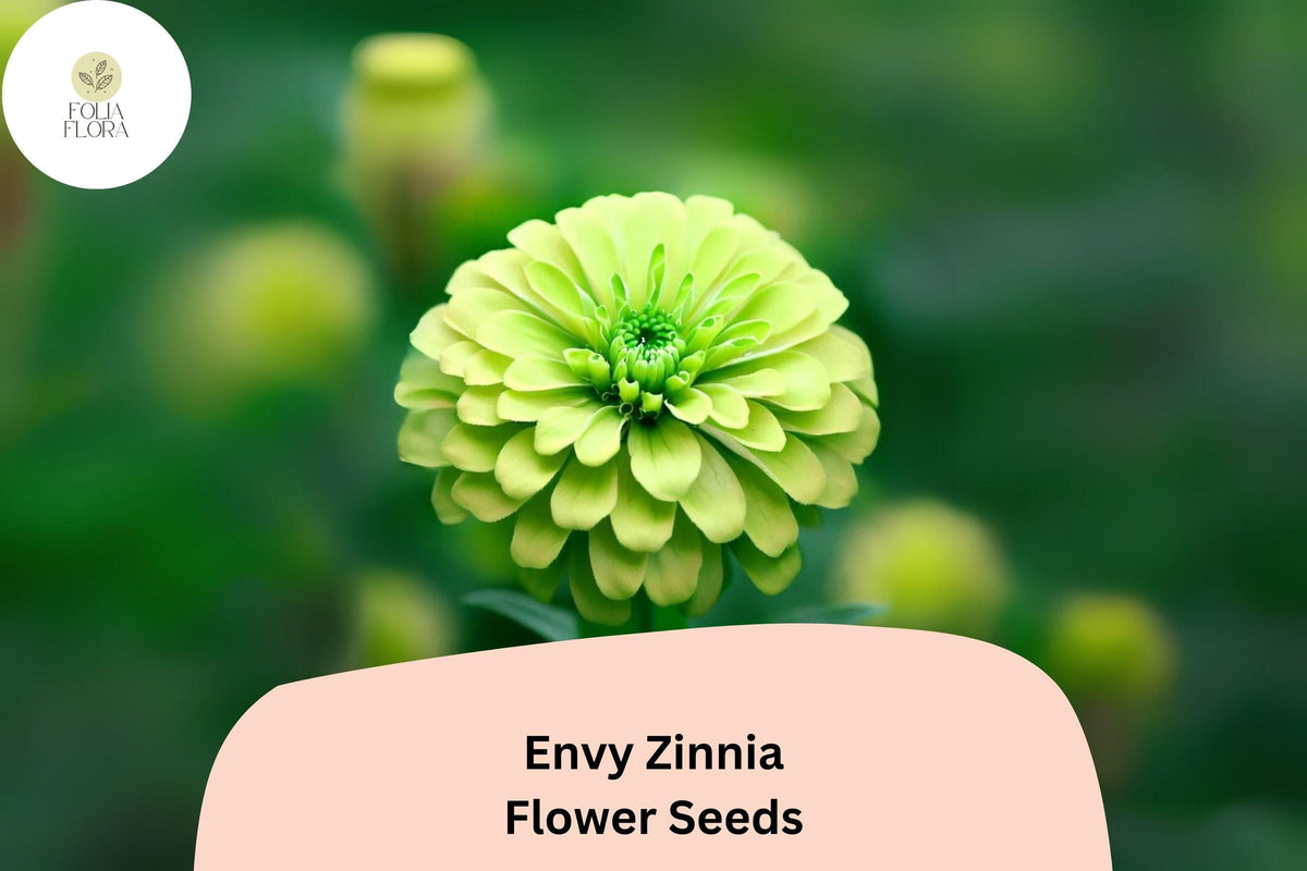 Envy Zinnia Seeds - 100+ Non-GMO Lime Green Blooms for Summer Gardens & Bouquets - Zinnia elegans