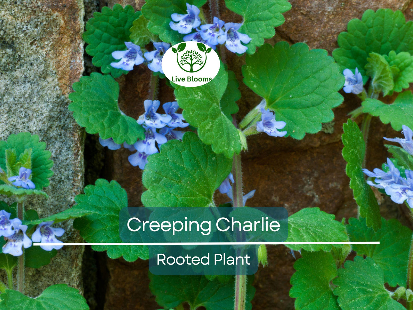 Creeping Charlie Friendship Plant - Easy Care Pilea Nummulariifolia Trailing Vine for Indoor and Outdoor