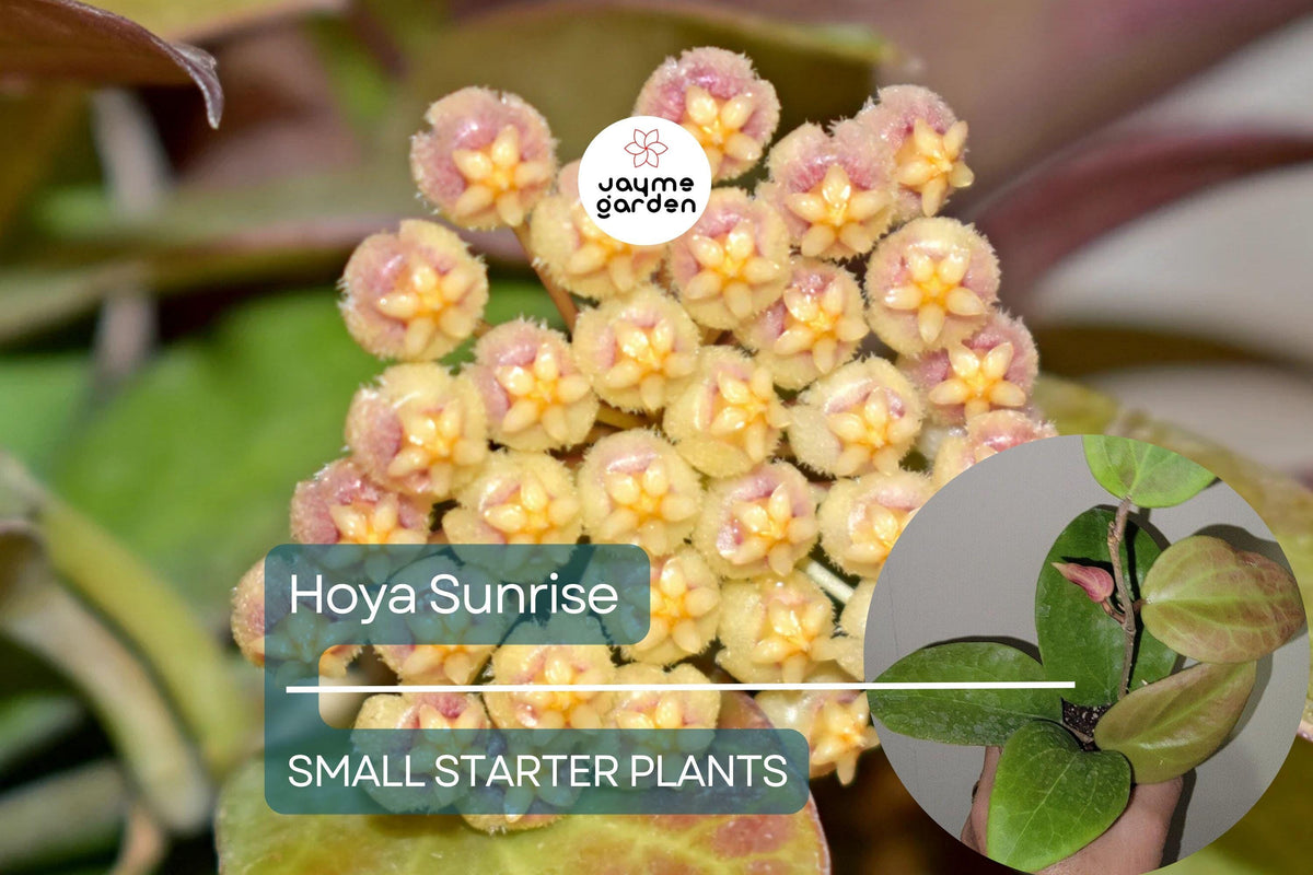Hoya Sunrise Starter Plant - Well-Rooted Tropical Houseplant with Fragrant Flowers - Hoya sp. - 5-7 Inches Tall