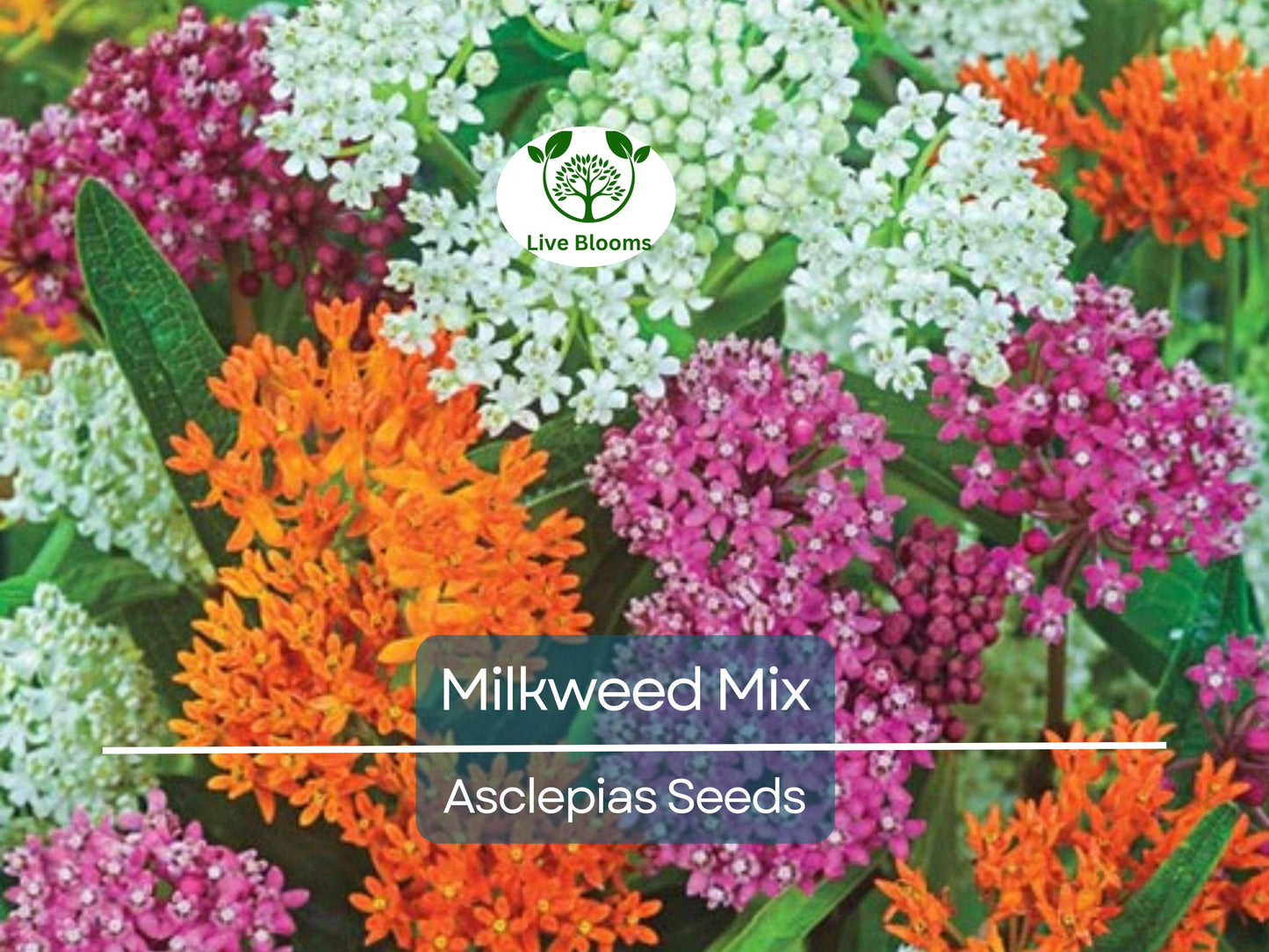100 Seeds Milkweed Mix Deluxe - Non-GMO Perennial Monarch Butterfly Host Plant for Pollinator Gardens