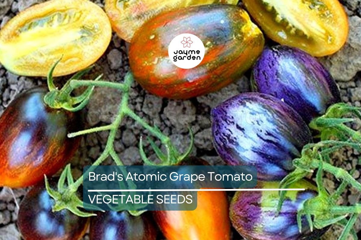 10 Seeds Brad's Atomic Grape Tomato - Rare Heirloom, Non-GMO, Colorful Stripes, Sweet Flavor - Solanum lycopersicum