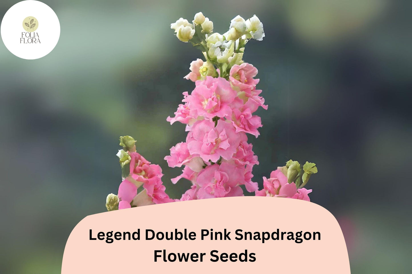 Antirrhinum majus Legend Double Pink Snapdragon Seeds – 1000+ Double Blooms for Gardens & Bouquets