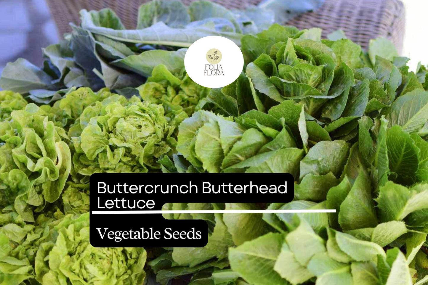 1000 Buttercrunch Lettuce Seeds – Heirloom, Heat-Tolerant Butterhead Lettuce for Salads