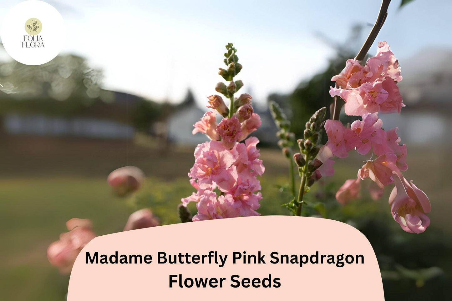 Antirrhinum majus Madame Butterfly Pink Snapdragon Seeds – 1000+ Double-Petaled Ruffled Blooms for Garden & Cut Flowers