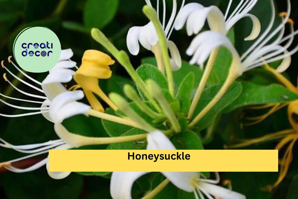4 Honeysuckle Rooted Cuttings – Live Lonicera Plants for Bonsai and Garden Growing