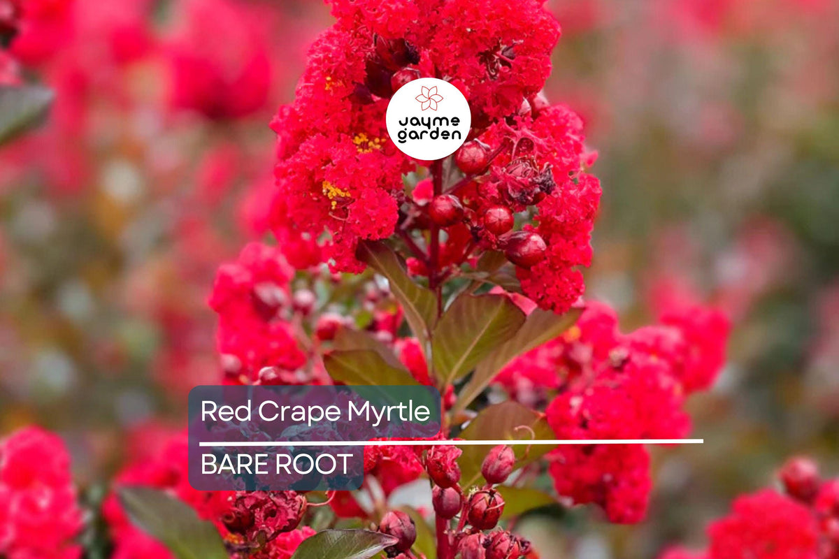 Live Red Crape Myrtle Trees 2ft | Fast-Growing Red Rocket | Lagerstroemia indica 'Red Rocket' | Bare Root, Zones 7-9