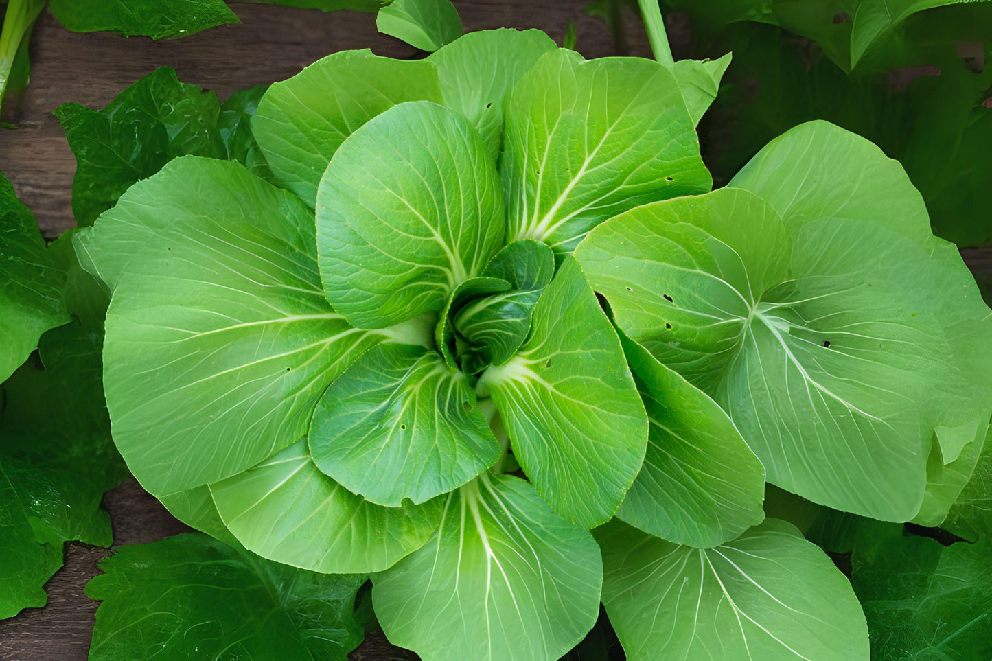 300 Komatsuna Seeds - Mustard Green Spinach Brassica rapa var. perviridis for Asian Cooking, Salad, Stir-fry, Soup