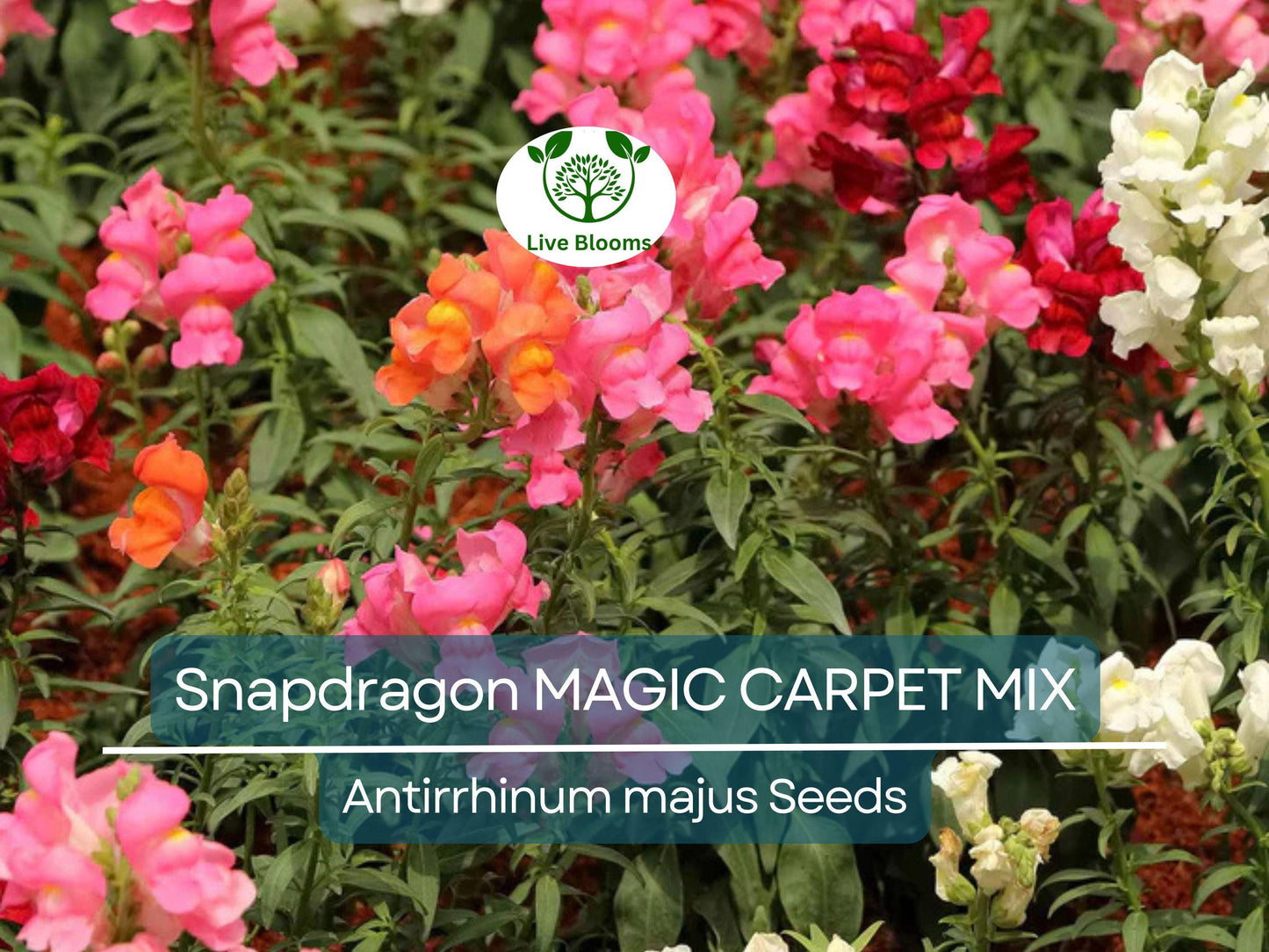 1000 Seeds Snapdragon MAGIC CARPET Mix - Multicolored, Non-GMO, Butterfly-Attracting Perennial Flowers