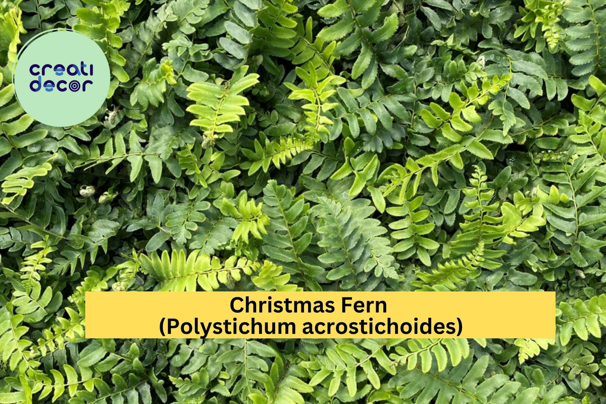 25 Bare Root Christmas Fern Plants - Polystichum acrostichoides - Hardy Evergreen Perennial for Shade Gardens