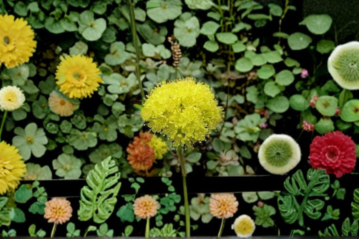 Eriogonum umbellatum Seeds | 100 Count | Sulfurflower | Drought-Tolerant Native Perennial | Pollinator Friendly