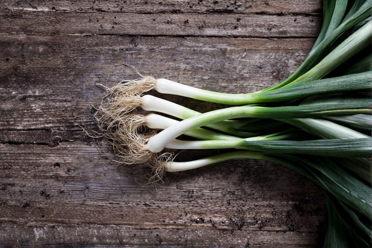 Evergreen Bunching Onion Seeds - 50 Non-Bulbing Allium fistulosum - Cold Hardy Green Onion for Home Garden - Easy to Grow