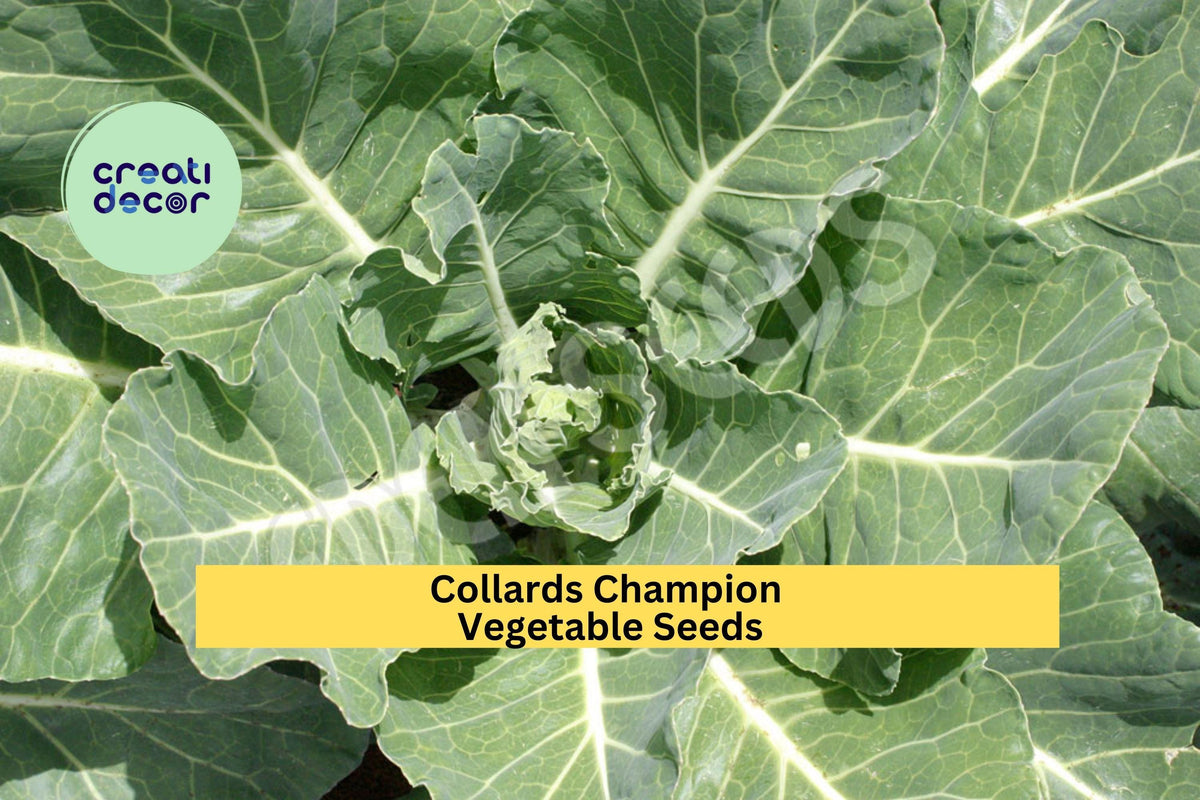 Collard Green Seeds 3pcs x 1g - Heirloom Champion Variety, Dark Green Leaves, Brassica oleracea for Garden or Container Planting