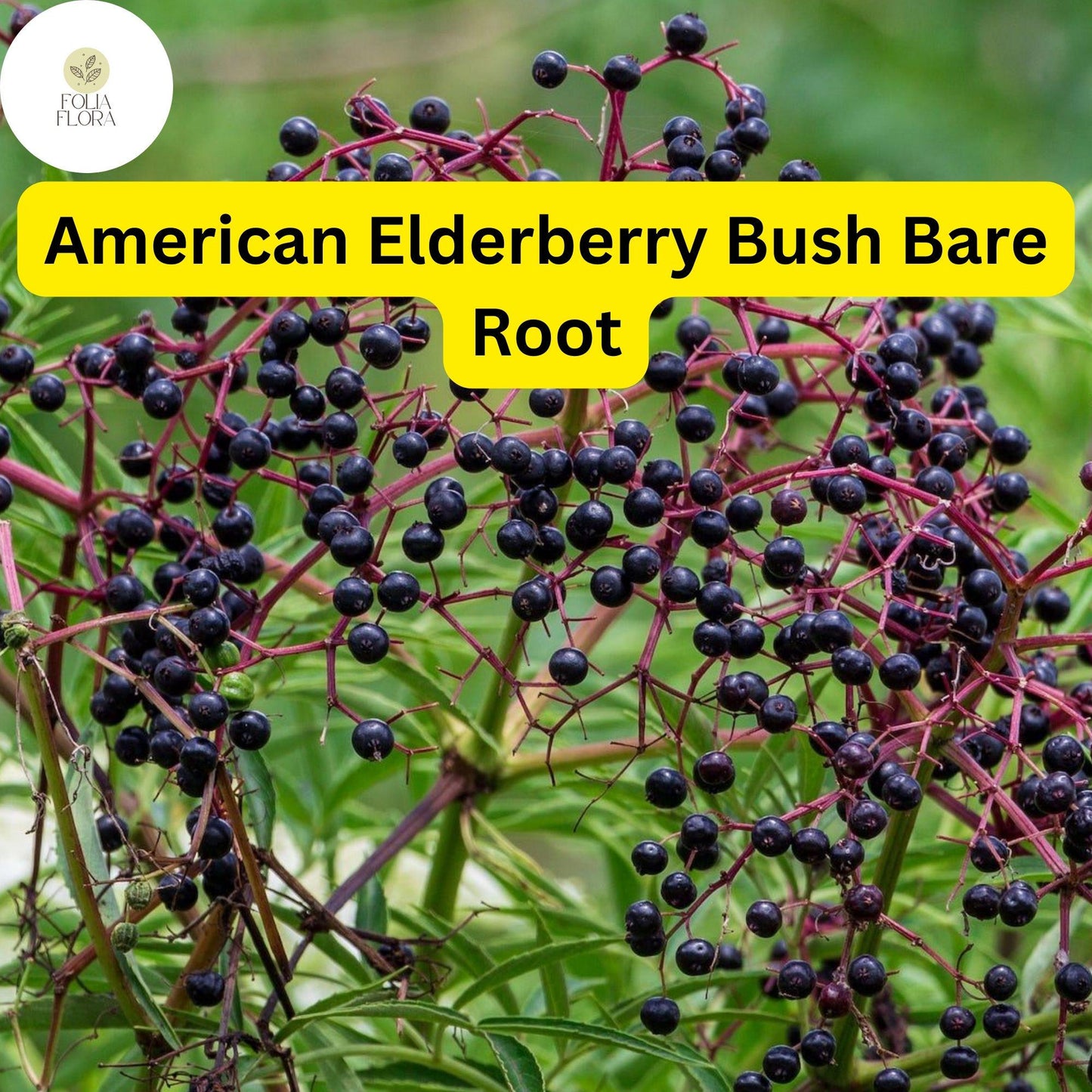2 American Elderberry Bushes - Sambucus canadensis Live Bare Root Plants for Zones 3-9 with Edible Berries and Wildlife Benefits
