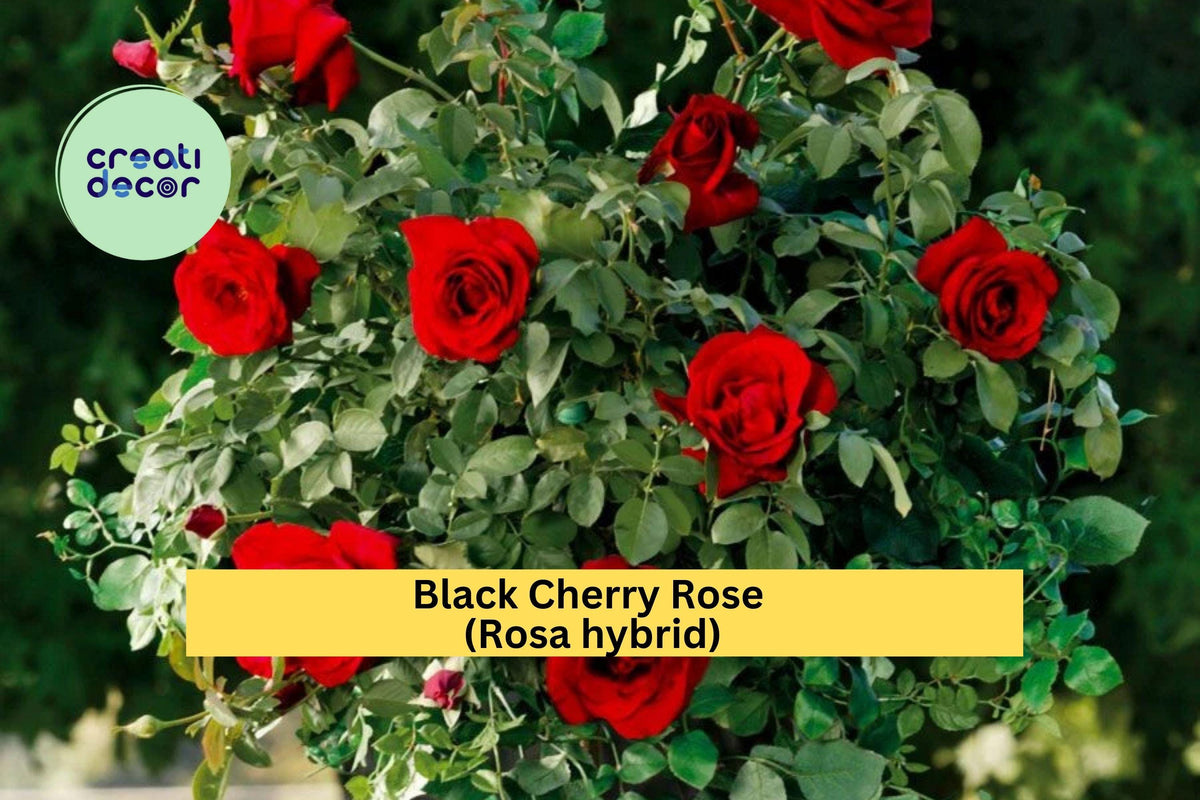 Black Cherry Rose Cuttings 3 Pack - Rare Heirloom Rosa Hybrid - Deep Red Black Blooms for Rooting or Grafting