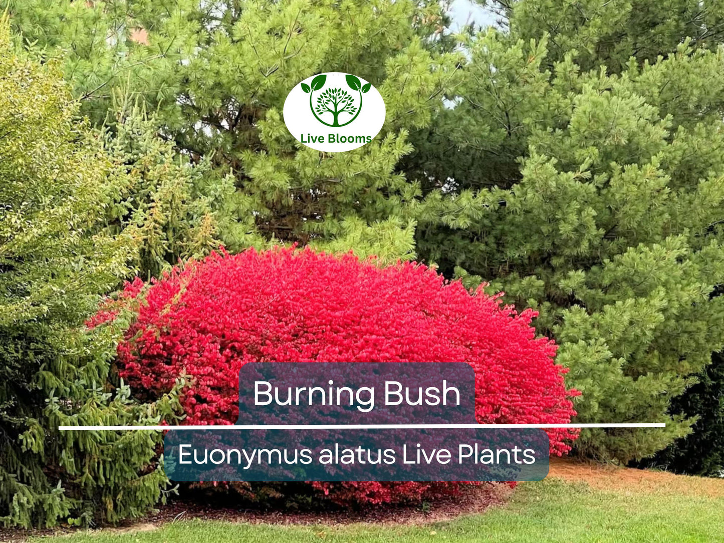 Burning Bush Live Plant Euonymus Alatus - 1 Year Old Rooted Shrub with Vibrant Fall Color