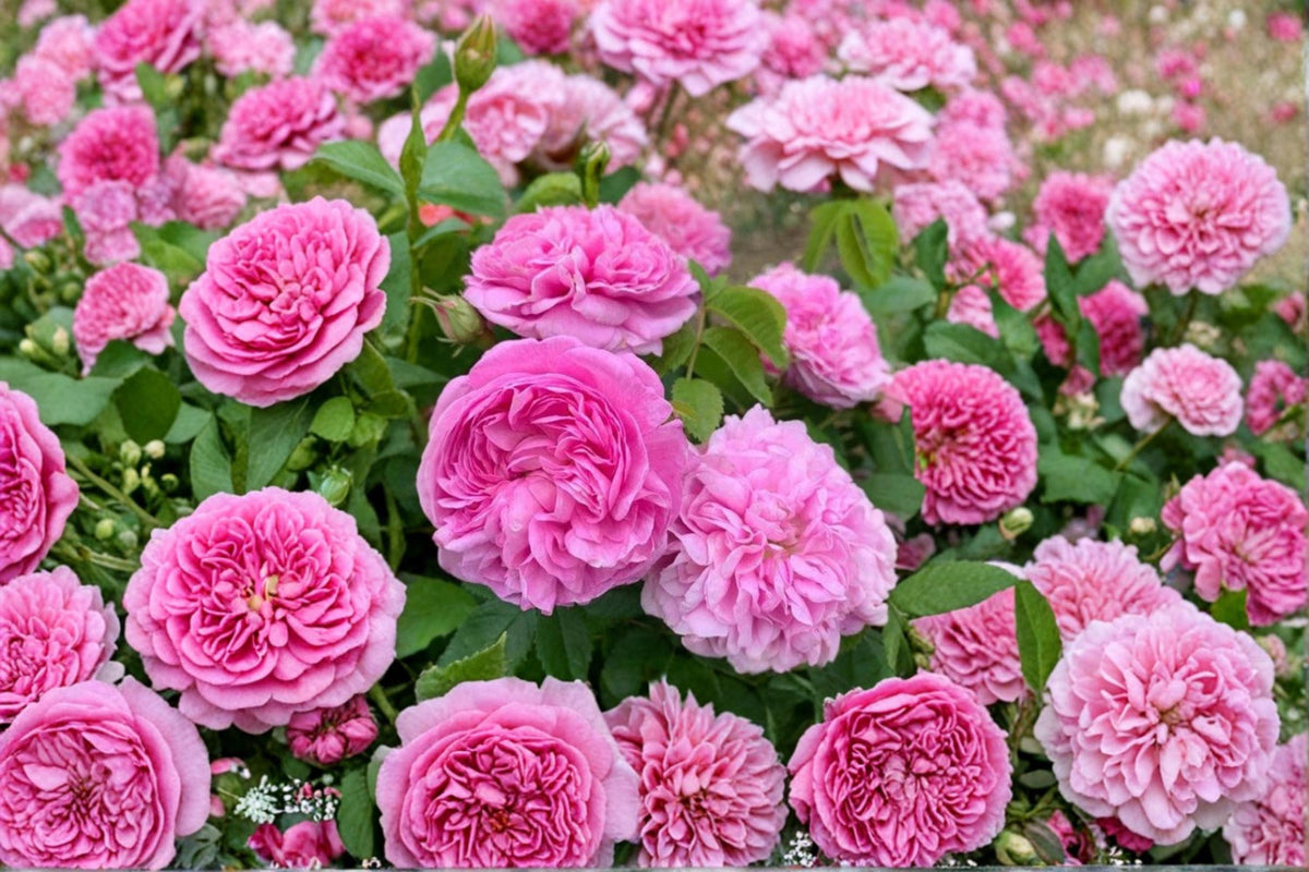 Damask Rose Cuttings - 10 Fragrant Pink Cuttings for Rooting - Rosa damascena - Classic Garden Rose