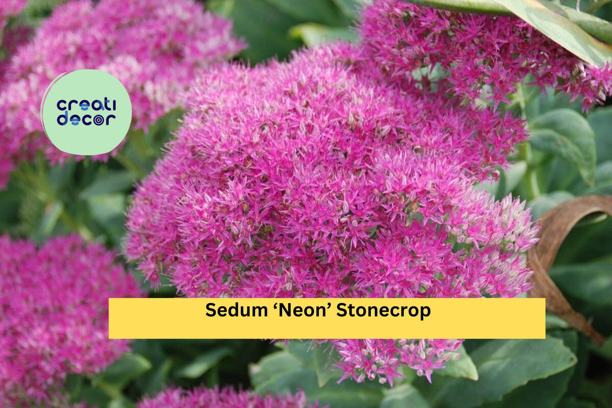 Sedum ‘Neon’ Stonecrop - Hardy Perennial Succulent with Bright Pink Flowers, Live Starter Plant