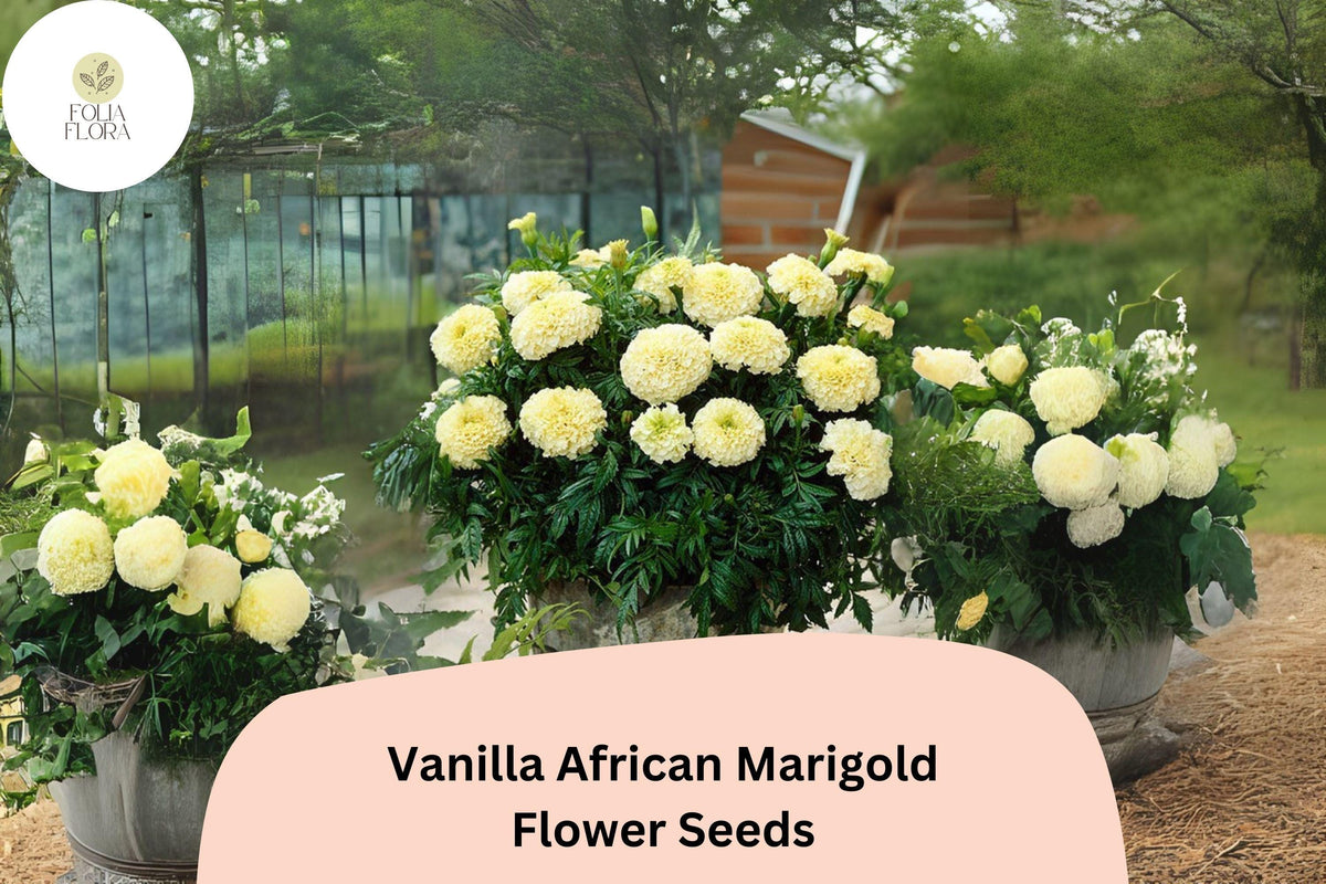 25+ Vanilla African Marigold Seeds | Creamy White Blooms | Tagetes erecta | Tall Summer Annual for Borders & Cut Flowers