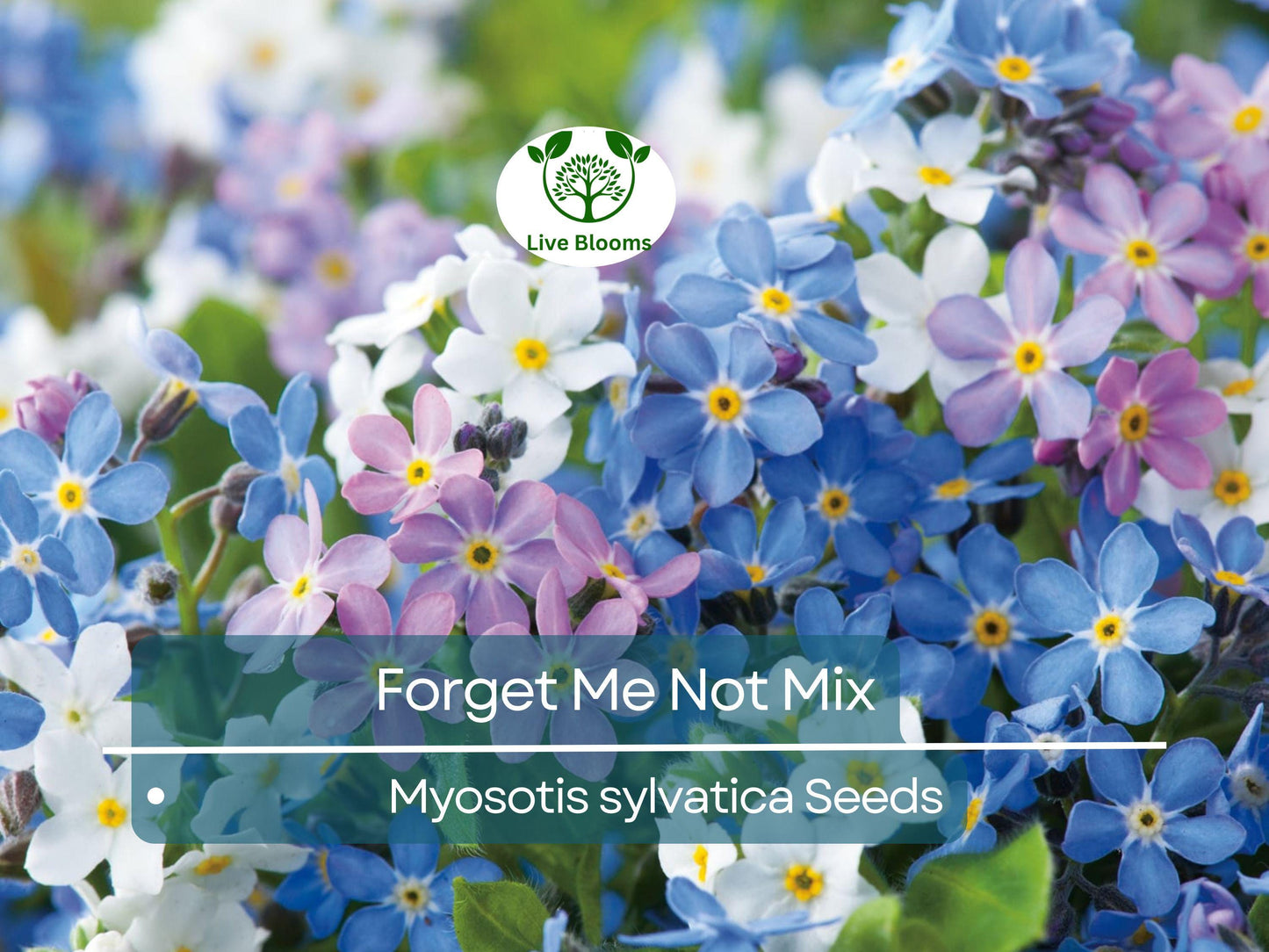 500 Seeds Forget Me Nots Mixed Colors - Perennial Early Blooms, Pollinator Friendly, Non-GMO Myosotis